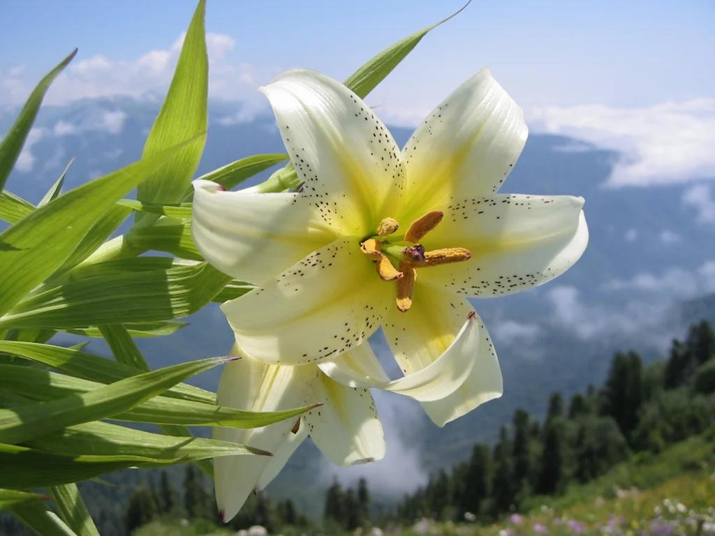 An endemic lily flowers on alpine slopes above 1,200 metres in the Caucasus.