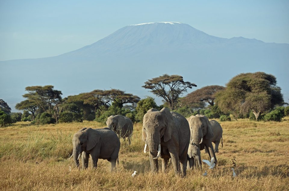 Before the Bush: A Health Checklist for Kenya Safaris