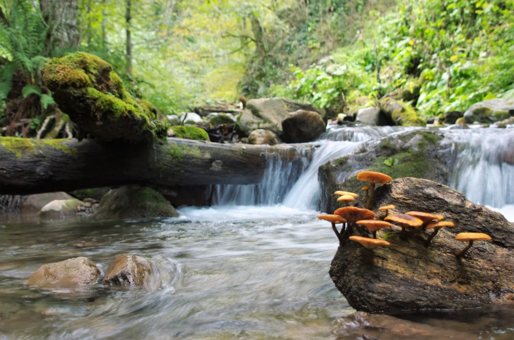 A clear forest stream tumbles over mossy rocks along a trek route in Borjomi-Kharagauli National Park.