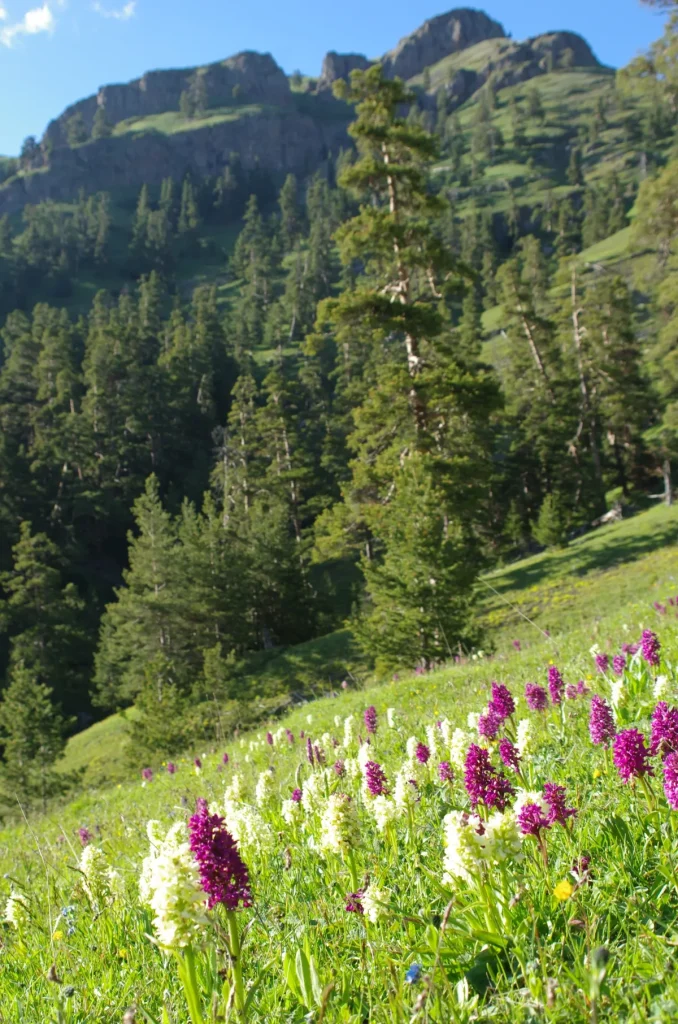 Borjomi-Kharagauli National Park Trek — 3 Days — G Tour itinerary