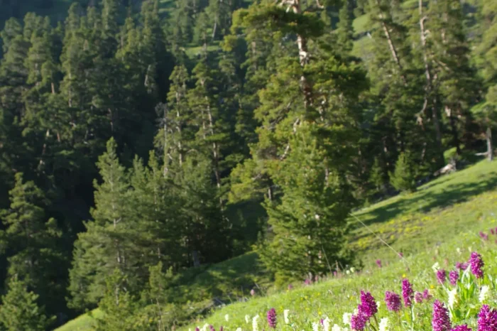Borjomi-Kharagauli National Park Trek — 3 Days