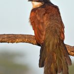Yellow Fever and the Real Vaccination Checklist for an East Africa Safari