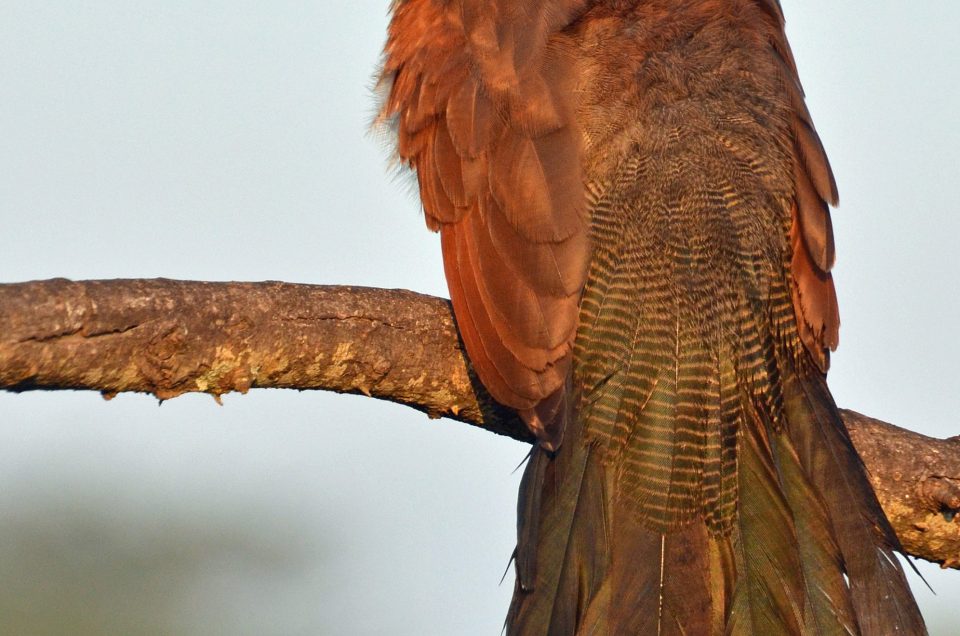 Yellow Fever and the Real Vaccination Checklist for an East Africa Safari