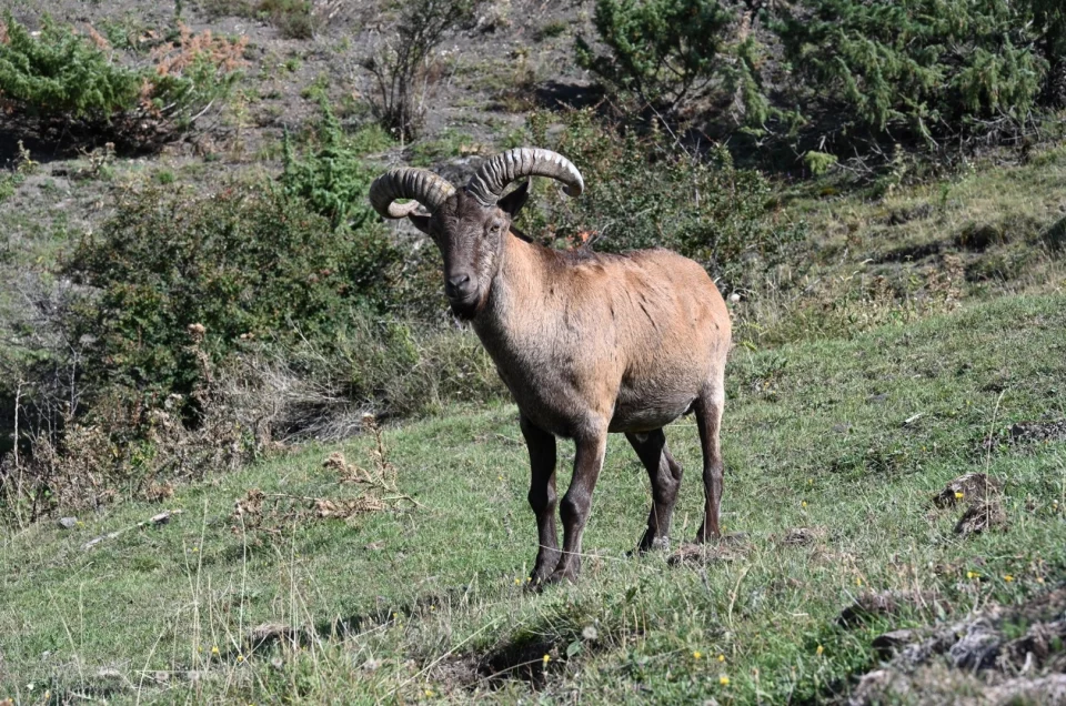 Wildlife in Georgia: bears, wolves, lynx, tur and