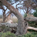 Safari Photography Equipment: What to Bring and Why
