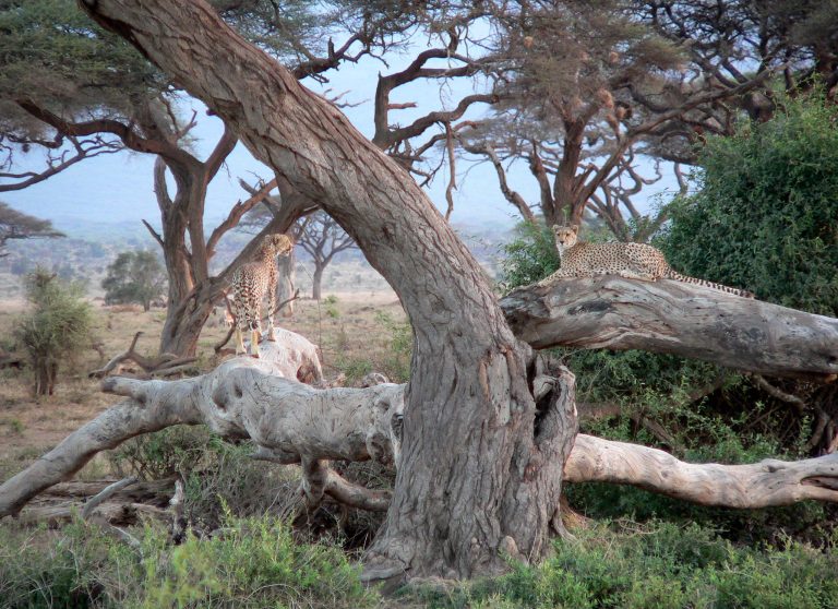 Packing the Right Glass: A Traveller’s Guide to Safari Photography Gear