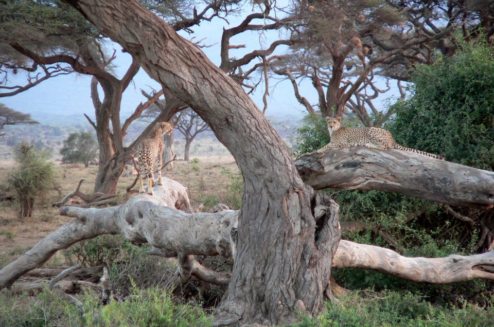 Packing the Right Glass: A Traveller’s Guide to Safari Photography Gear