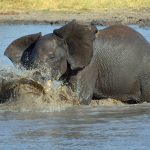 Amboseli's Elephant Families: A Window into 50 Years of Research