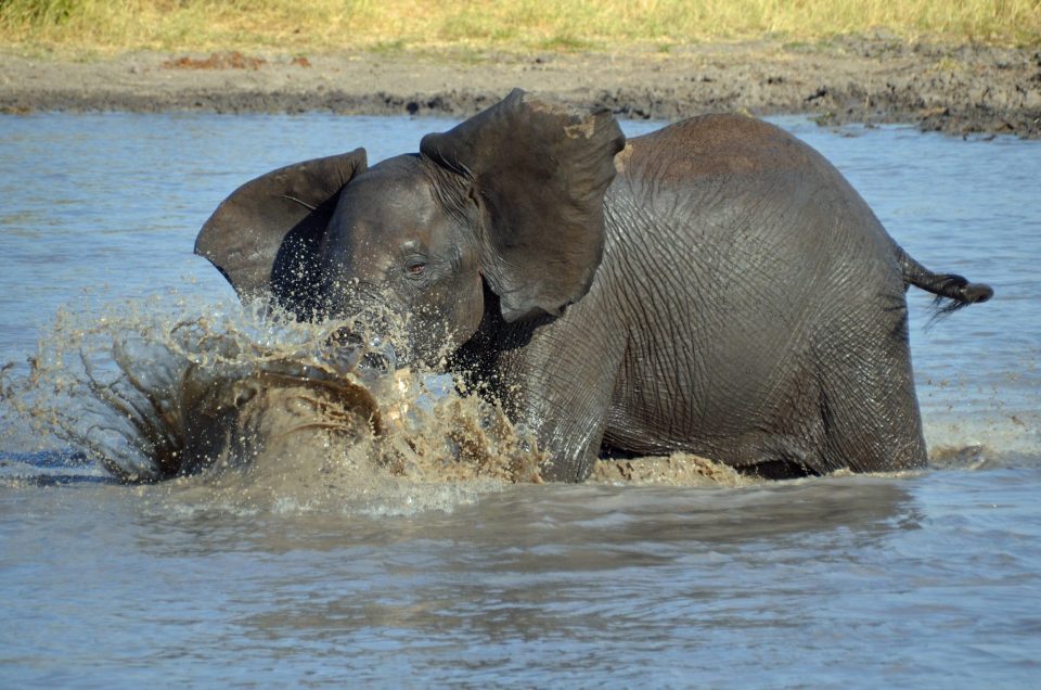 Amboseli’s Elephant Families: A Window into 50 Years of Research