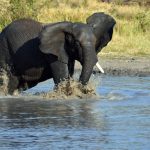 Kenya with Young Children: What One Family Learned at Six and Eight