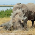 Why One Couple Swapped Maldives Beaches for Kenya's Laikipia Plateau