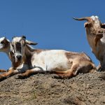 Northern Kenya's Conservancies: When Wildlife Pays Better Than Cattle