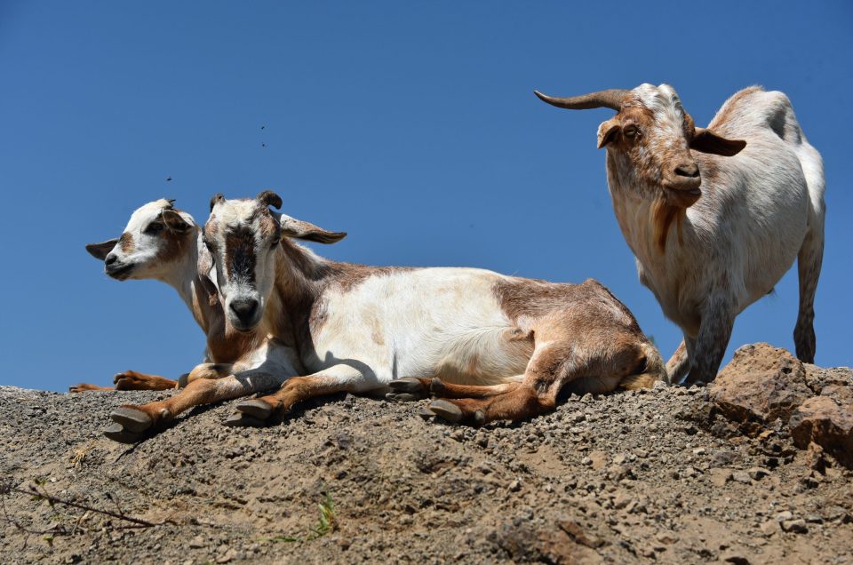 Northern Kenya's Conservancies: When Wildlife Pays Better Than Cattle