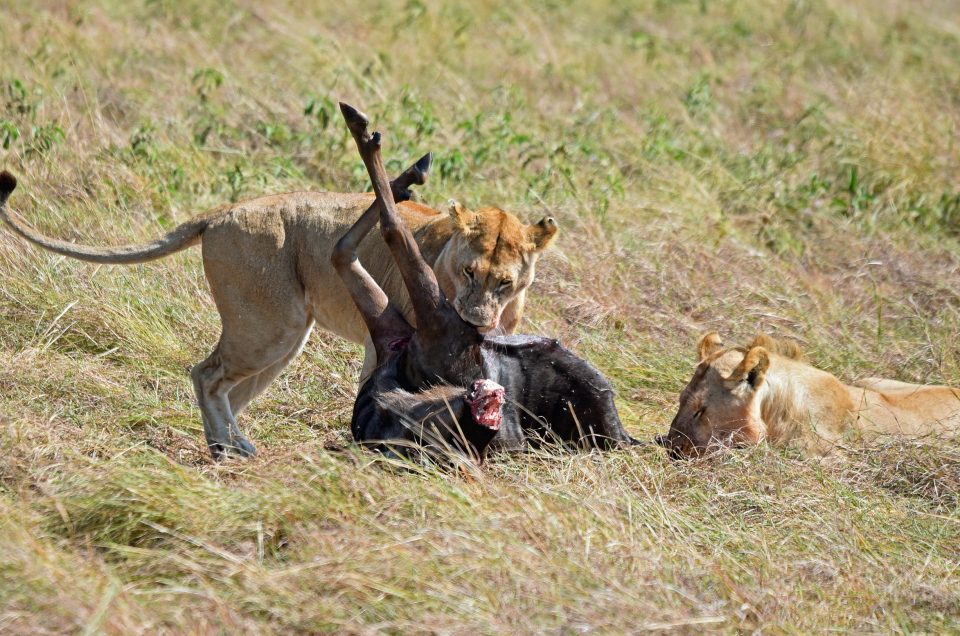 Kenya Safari Planner: Matching the Month to the Migration, Budget and Birds