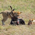 Kenya's Rarest Predator: Tracking African Wild Dogs in Laikipia