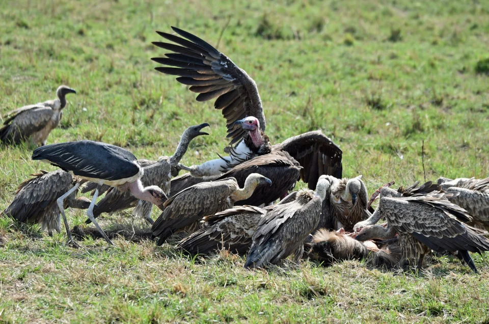 Planning a Family Safari: Ages, Camps and Timing That Work