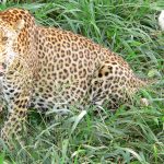 Georgian Designer Swaps Caucasus Peaks for Masai Mara Horizons