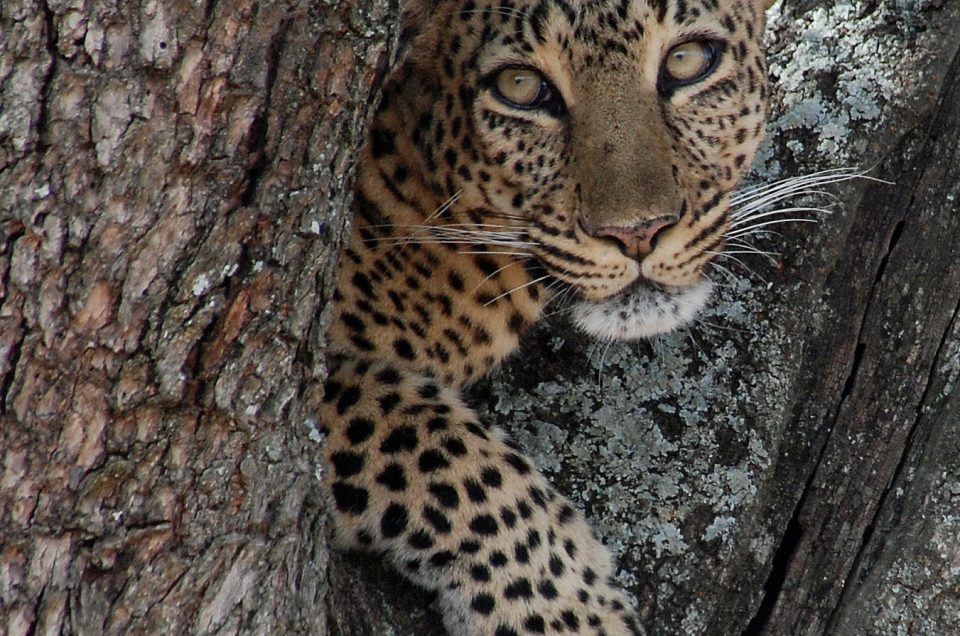 Safari Photography Masterclass: Timing Light and Framing the Shot