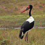 Lake Nakuru: Flamingos, Rhinos and the Rift Valley in One Park