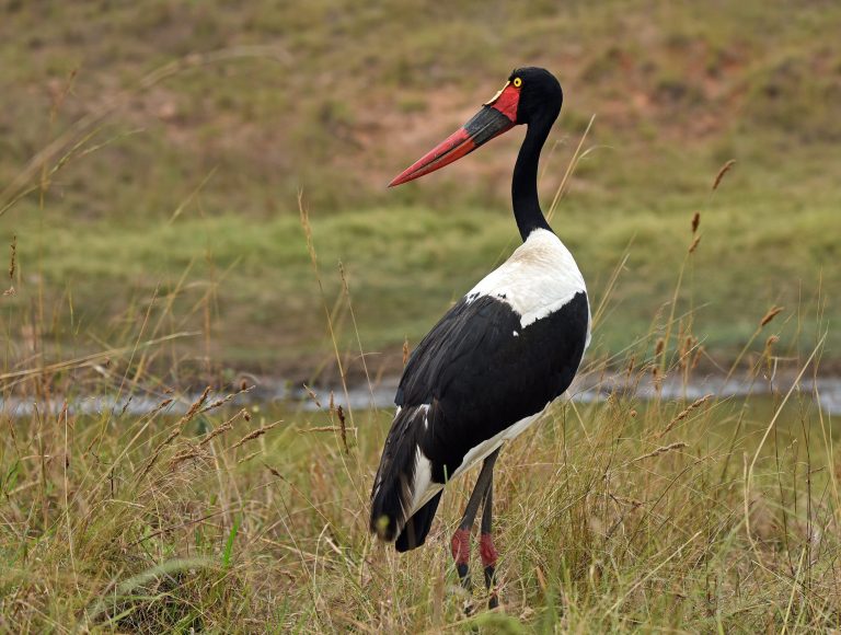 Nakuru’s Changing Tides: Rhinos Certain, Flamingos Less So