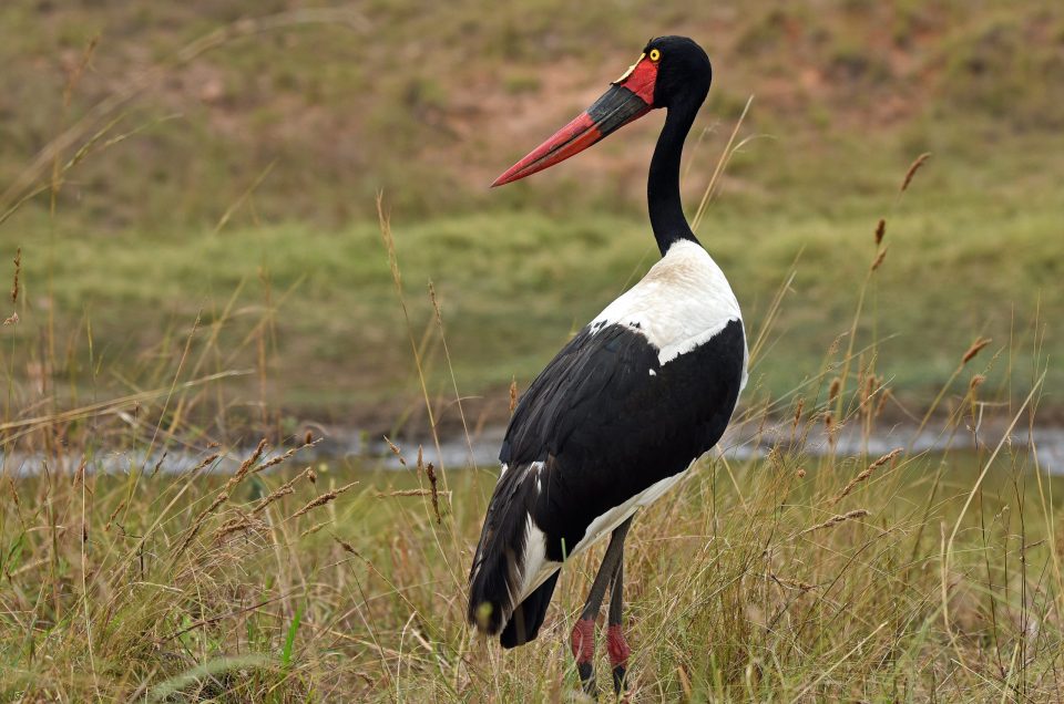 Nakuru’s Changing Tides: Rhinos Certain, Flamingos Less So