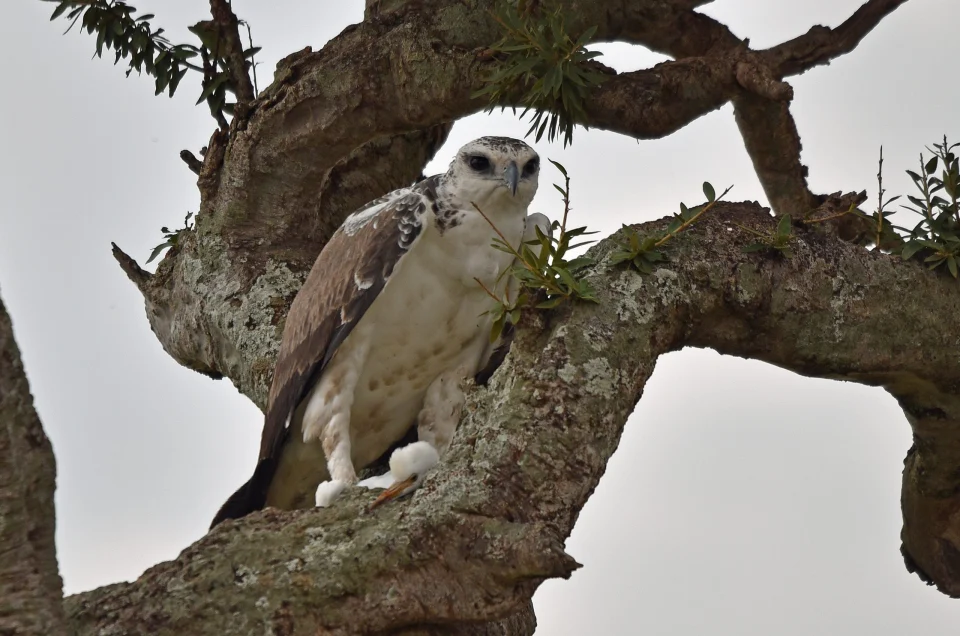 Why Kenya’s Lakes Echo With the African Fish Eagle’s Call