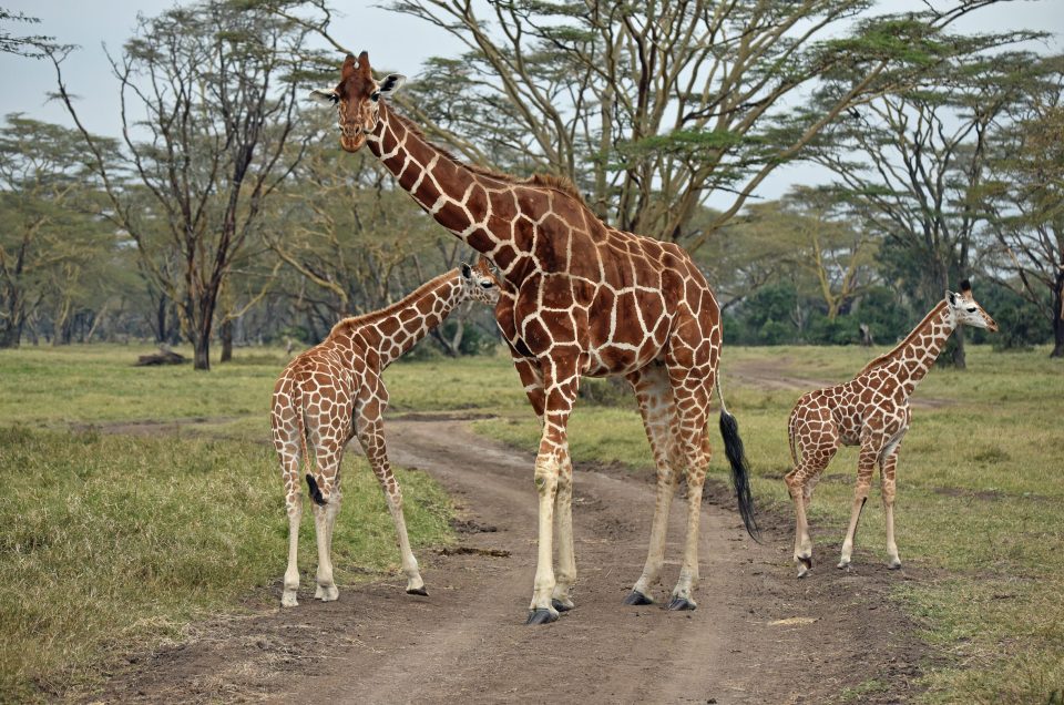 Three Giraffe Species, One Country: Kenya’s Conservation Story