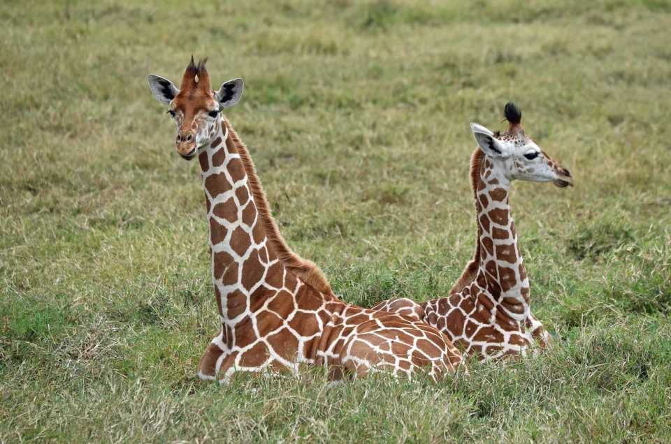East Africa’s Changing Climate Is Reshaping Its Safari