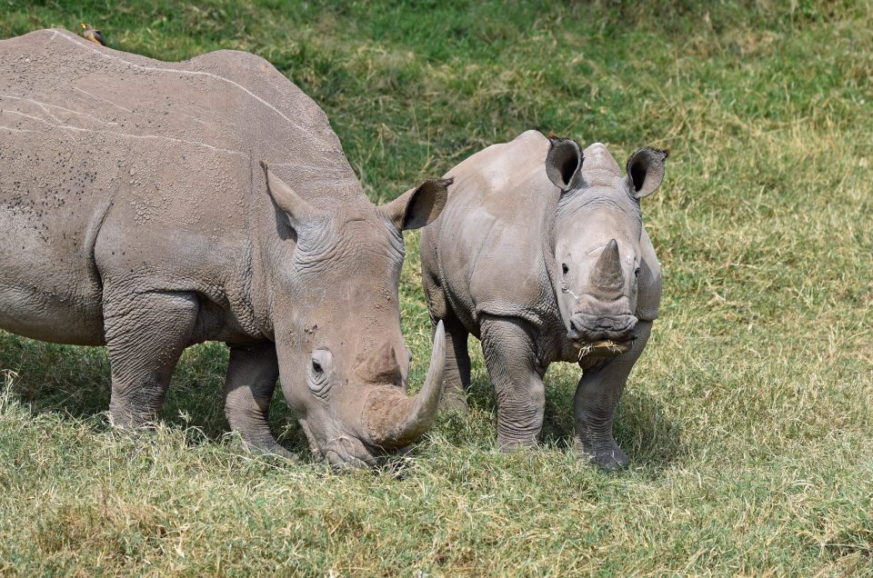Kenya’s Black Rhinos: From Near-Extinction to Steady Rebuild