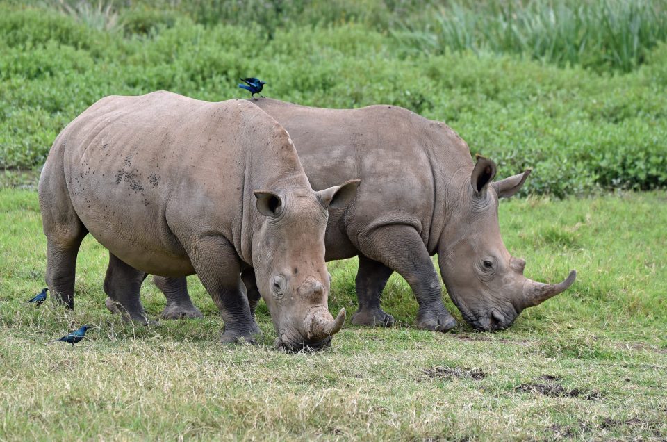 How Kenya’s Conservancies Are Using AI and Sensors to Stop Poachers