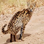 An Edinburgh Teacher's First Safari Reaches the Mara River