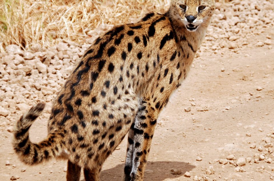An Edinburgh Teacher’s First Safari Reaches the Mara River