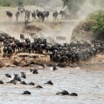 The Wildebeest Migration: A Month-by-Month Timing Guide