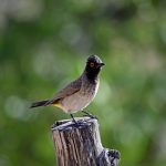 Malaria Prevention for Kenya Safari Travellers: The Full Guide