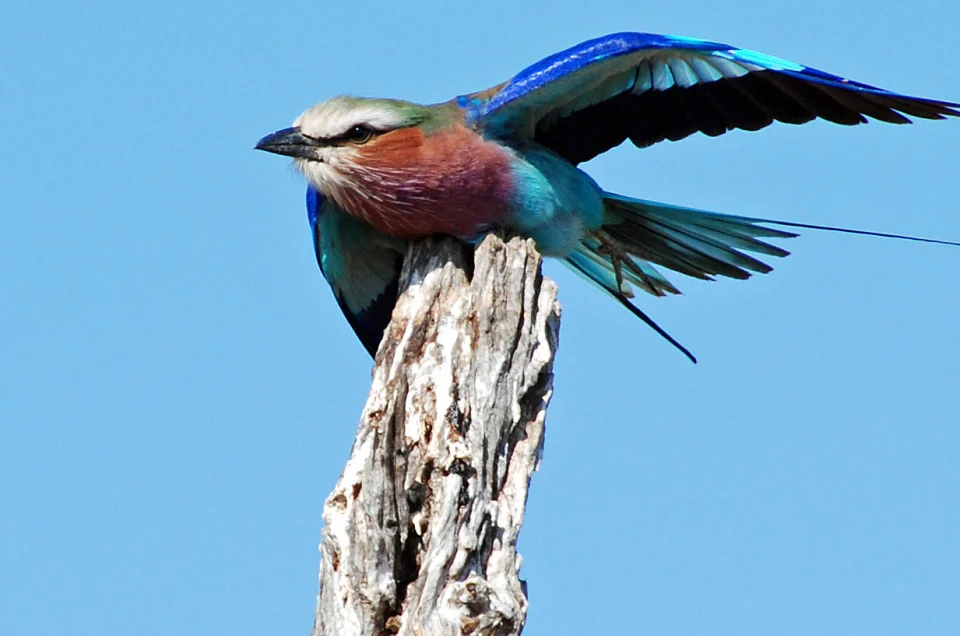 Kenya's Bush Planes: The Real Way Between Safari Camps