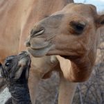 Packing for the Bush: A 12-Item Health Kit for Safari Travellers