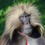 George’s Safari with Africa Calling Safaris