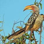 After Dark in Samburu: Kenya's Night-Drive Wildlife