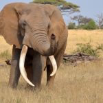 Maasai Land Deals Keep Masai Mara Wildlife Alive Outside Park Borders