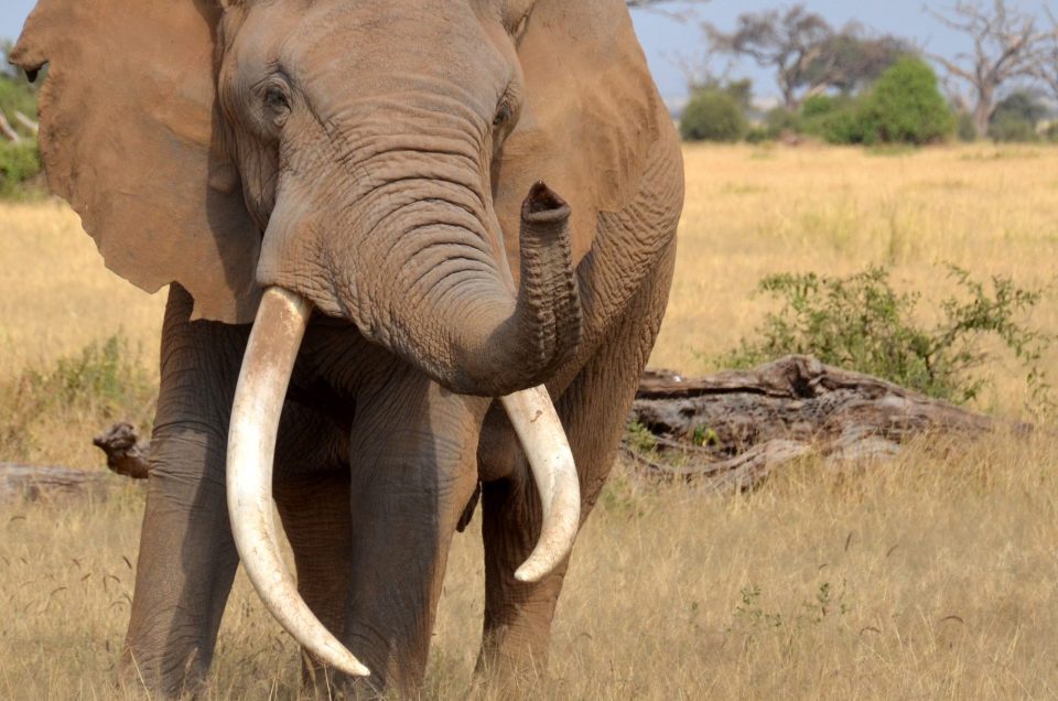 Maasai Land Deals Keep Masai Mara Wildlife Alive Outside Park Borders