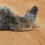 Kenya's Ol Pejeta: Where Rhino Conservation Meets the Caucasus Traveller's Itinerary