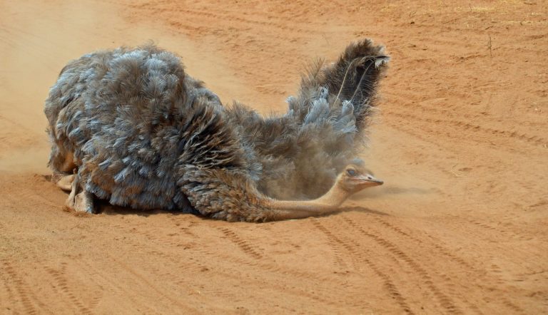 Ol Pejeta в Кении: как охрана носорогов вписывается в маршрут путешественника с Кавказа