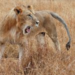 Lions, Leopards, Cheetahs: Kenya's Big Three and When to See Them