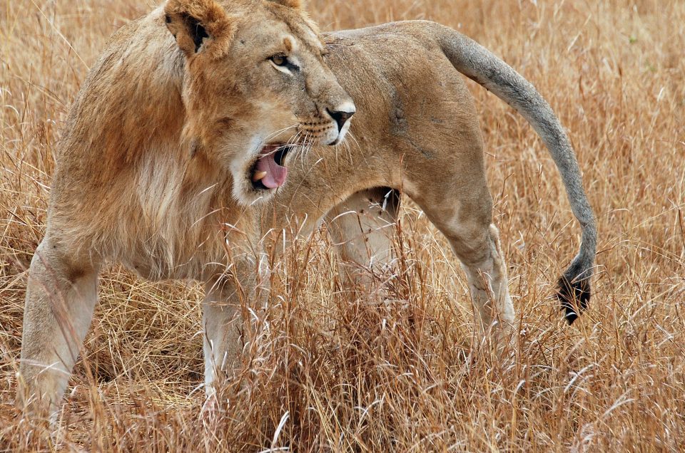 Lions, Leopards, Cheetahs: Kenya’s Big Three and When to See Them