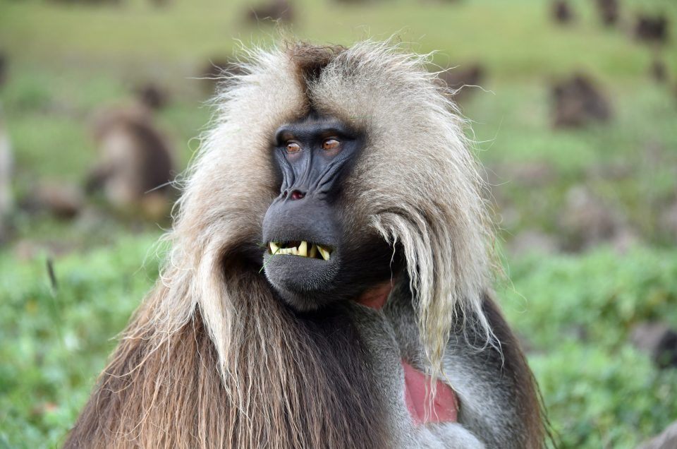 Amboseli: Elephants, Open Plains and the Shadow of Kilimanjaro