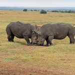 Kenya's Rhino Recovery: From Near-Extinction to a Conservation Model