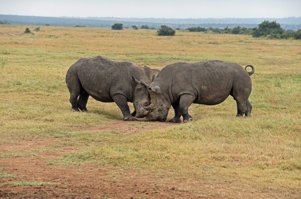 Kenya's Rhino Recovery: From Near-Extinction to a Conservation Model