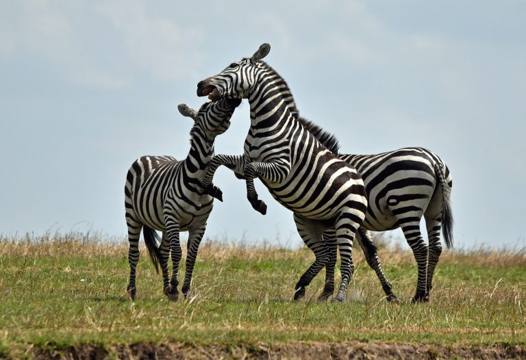 Why Kenya’s Zebra, Not Just Wildebeest, Shape the Mara’s Great Migration
