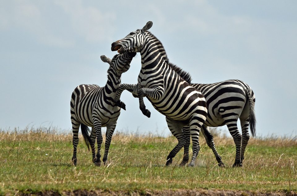 Why Kenya’s Zebra, Not Just Wildebeest, Shape the Mara’s Great Migration