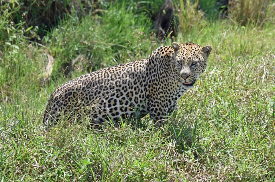 The Serval: Kenya’s Quiet Master of the Grasslands